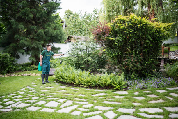 Best Termite Control Services  in Orangevale, CA