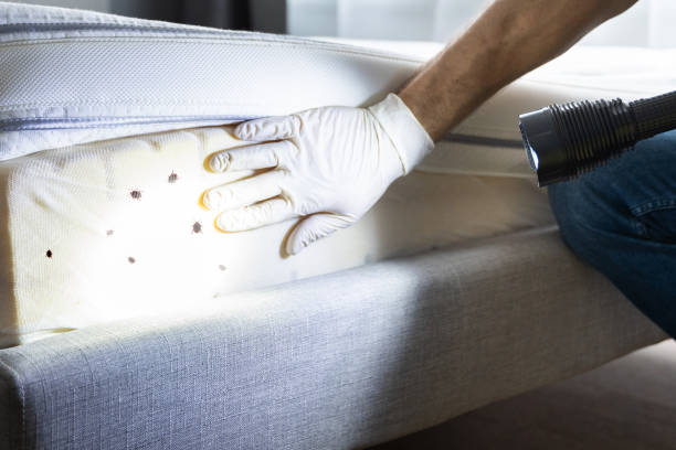 Best Pest Control Near Me  in Orangevale, CA
