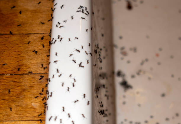 Best Best Pest Control Companies  in Orangevale, CA